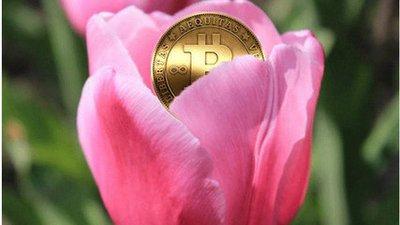 荷兰 郁金香事件,荷兰郁金香事件给投资者的启示-第1张图片-欧易下载