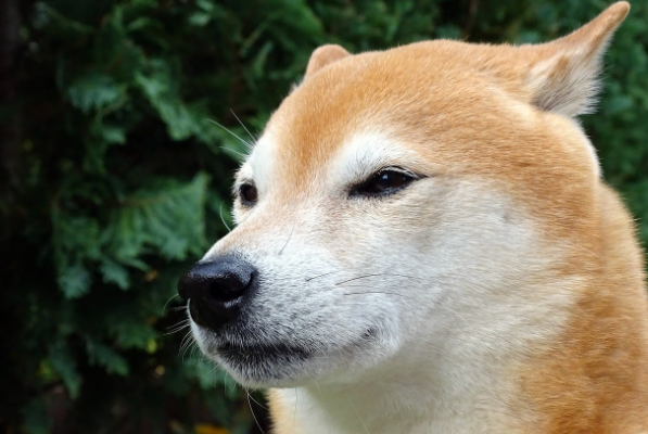 BINK代币飙升30000%另一个模因代币可能会暴跌-第1张图片-欧易下载 BINK代币飙升30000%另一个模因代币可能会暴跌-第1张图片-欧易下载